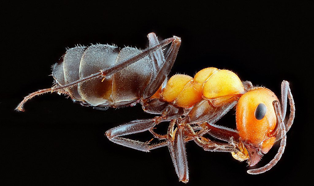 Ant Control service in Greensboro, NC
