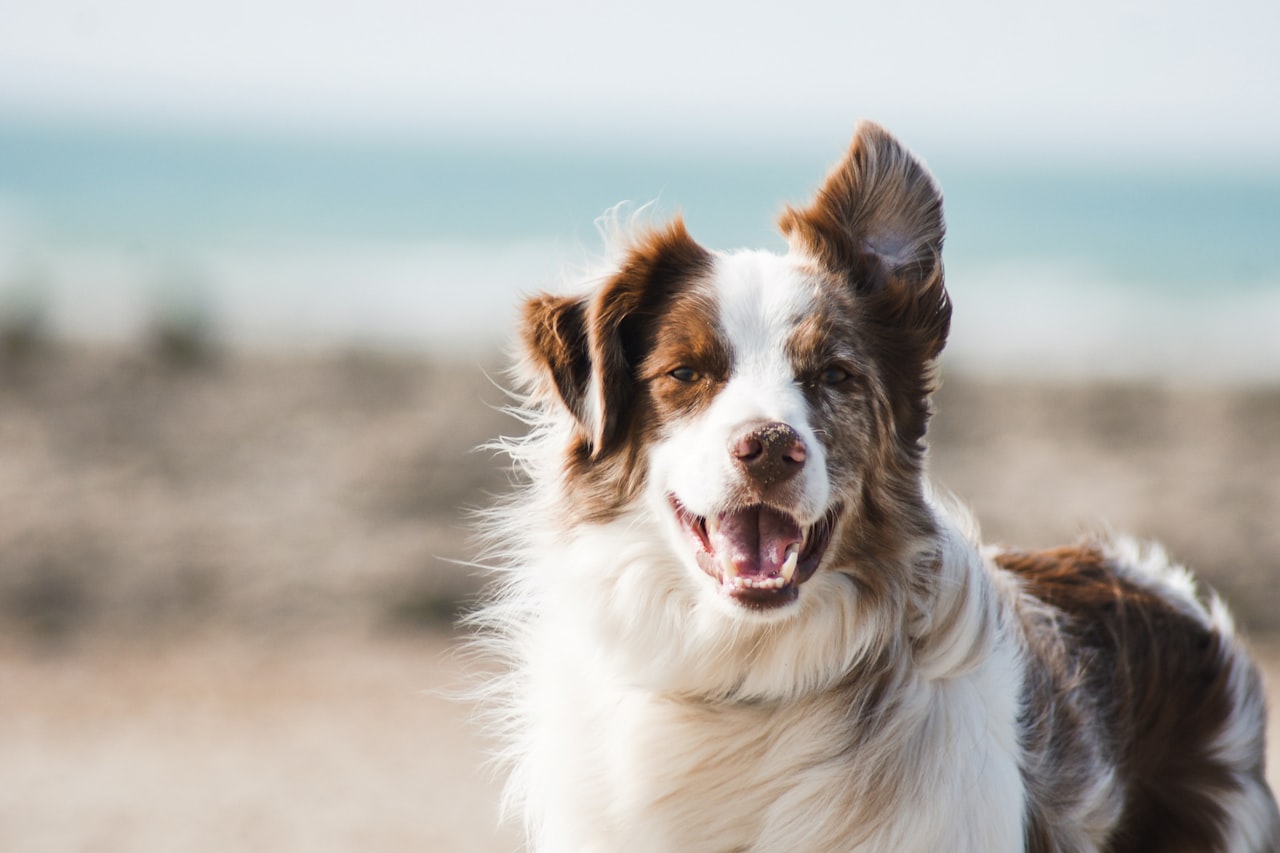 Flea & Tick Control service in Greensboro, NC