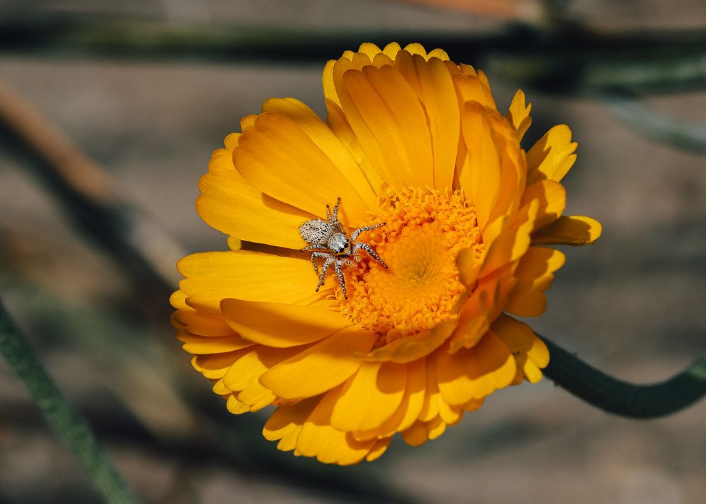 Spider Control service in Greensboro, NC